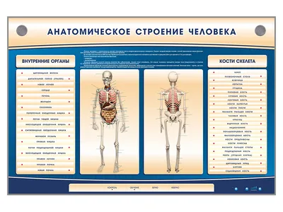 Модель анатомического скелета 28 см | AliExpress