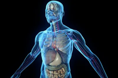 Скелет человека с органами с плакатами-указателями 236 HEGA | Купить в  Украине