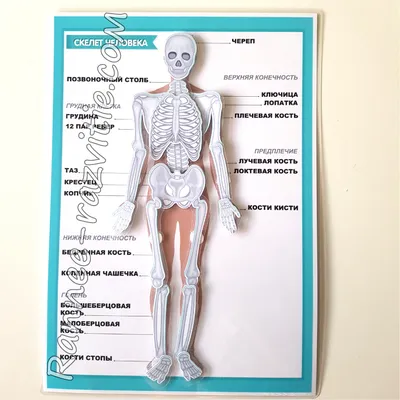 Анатомия скелета | ВКонтакте