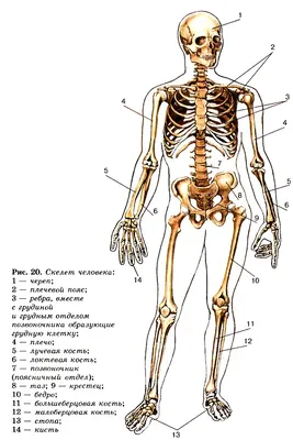 Скелет и внутренние органы - ПРОДАЖА - обычно 200 долларов 3D Модель $35 -  .ma .fbx .obj - Free3D
