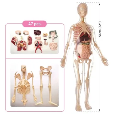 Скелет человека, подготовка к ЕГЭ по биологии