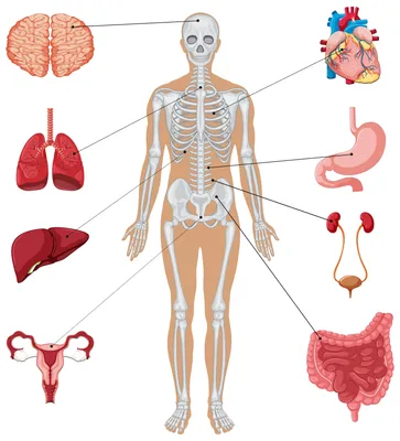 Внутренние органы человека рисунок - 54 фото
