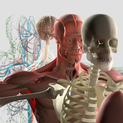 Опорно-двигательная система человека. Скелет • Биология, Анатомия и  физиология человека • Фоксфорд Учебник