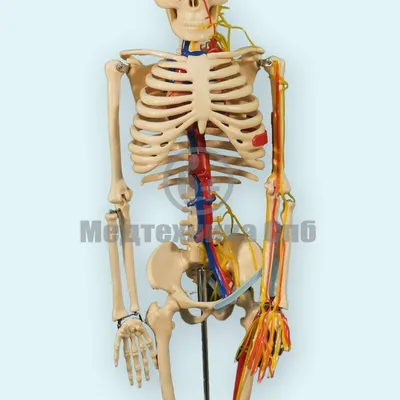 Система Анатомии Человека Скелет И Внутренние Органы Системы Человеческого  Тела И Органов Медицинских Систем Векторная Иллюстрация — стоковая  векторная графика и другие изображения на тему Анатомия - iStock