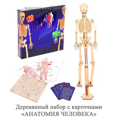 Отзывы на Набор для опытов «Строение тела», анатомия человека (арт. 2772939)