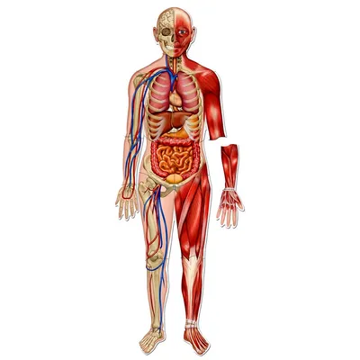 Система Анатомии Человека Скелет Внутренние Органы Системы Человеческого  Тела Органов Векторное изображение ©popaukropa 221468610