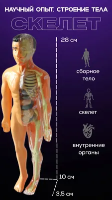 Анатомия человеческого скелета человека и внутренних органов Иллюстрация  вектора - иллюстрации насчитывающей биохимии, пищеварительно: 176567036
