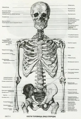 Анатомия человеческого скелета человека и внутренних органов Иллюстрация  вектора - иллюстрации насчитывающей воспроизводственно, внутренн: 183225495