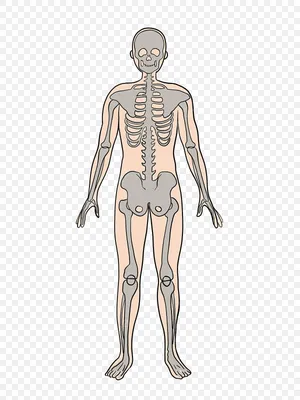 Анатомическая модель человека скелет + органы, женщина, размер 56 см  Edu-Toys MK001 — купить в магазине Edutoys.ru
