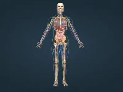 Строение и функция скелета. Строение костей и их соединение | Биология 8  класс