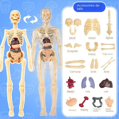 Анатомическая модель для детей \"Строение тела человека\" Эврики 39988219  купить за 555 ₽ в интернет-магазине Wildberries