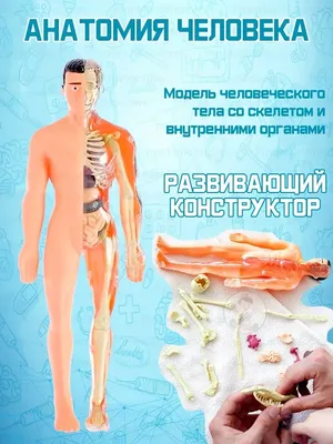 Скелет человека с органами и кровеносной системой — Медицинская  иллюстрация, Колон - Stock Photo | #174716714