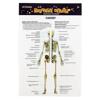Модель скелета человека с основными сосудами и нервами 80 см (на подставке)  ООО Медтехника Спб