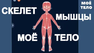 Демонстрационная модель \"Тело и внутренние органы человека\" Learning  Resources - Купить в Украине | БАВА