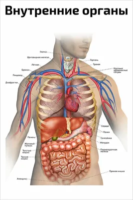 Человек Скелета И Внутренних Органов — стоковые фотографии и другие  картинки Анатомия - Анатомия, Без людей, Биология - iStock