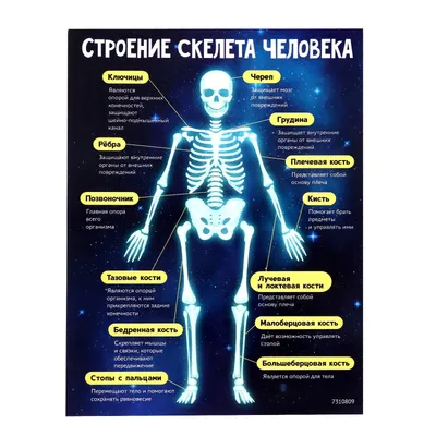 Анатомический набор Edu-Toys Анатомический набор (органы, скелет 56см,  беременная жен.)MK064 - купить с доставкой по выгодным ценам в  интернет-магазине OZON (343213525)