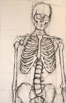 Купить Имитация игрушечного человеческого органа, модель скелета человека |  Joom