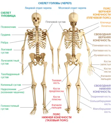 анатомия для художников - Поиск в Google | Человеческий скелет, Медицинская  иллюстрация, Анатомия