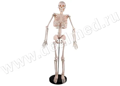 Анатомическая модель скелета человека 85 см › купить, цена в Москве, оптом  и в розницу