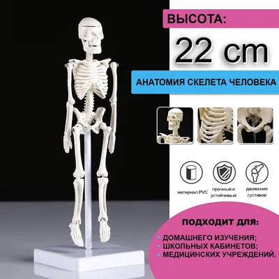 Модели костей скелета человека (набор) ООО Медтехника Спб