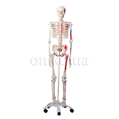 Макет \"Скелет человека\" 22см (5076756) - Купить по цене от 499.00 руб. |  Интернет магазин SIMA-LAND.RU