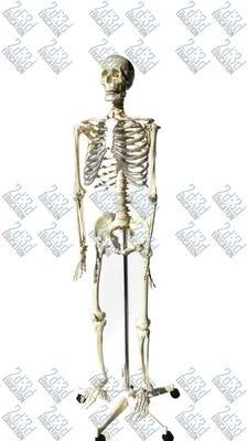 Модель скелета человека 'Макс'. Скелет с мышцами