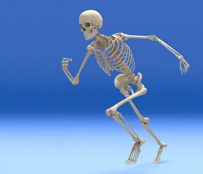 Скелет человека 170 см - Оборудование для образования