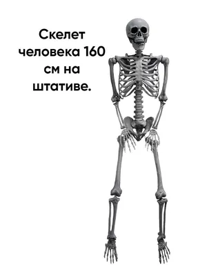 Сборная модель скелета человека, размер 24 см Edu-Toys SK057 — купить в  магазине Edutoys.ru