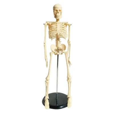 Купить Макет \"Скелет человека\" 170см по самой низкой цене в Бишкеке