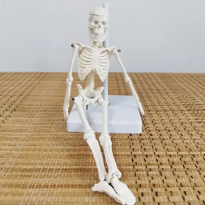 Медицинская мини модель скелета человека для анатомии, модель скелета  человека на все тело 17,72 дюйма с подвижными руками и ногами с основанием  | AliExpress