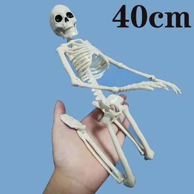 Новый маленький скелет человека 20 см, модель человеческого скелета, скелет  человека, демонстрация всего тела, демонстрация обучения, выставка |  AliExpress