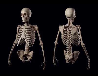 Купить 40 см активная модель человеческого скелета, медицинское обучение,  анатомия, модель скелета, украшение для Хэллоуина | Joom
