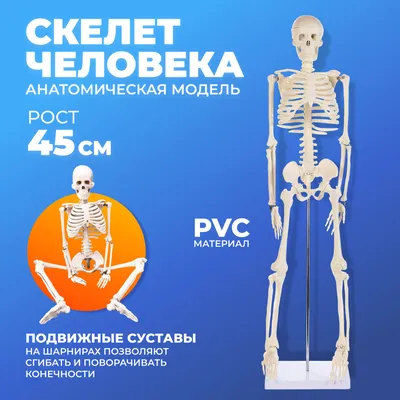 Скелет обнимает другого скелета» — создано в Шедевруме