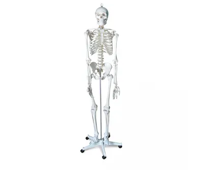 Модель человеческого скелета Benilev для анатомии, модель скелета человека  45 см с подвижными руками и ногами, научная модель для обучения | AliExpress