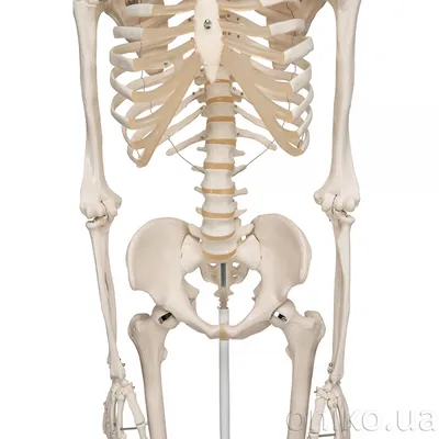 Скелет человека 170см купить – цена от ElizLabs