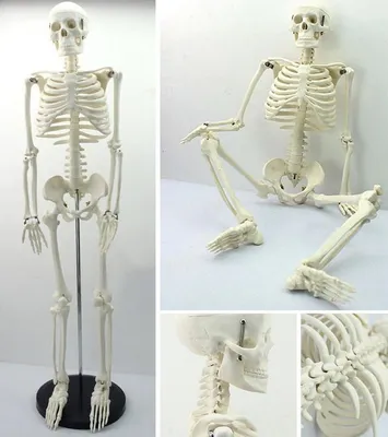 Человек Скелета И Внутренних Органов — стоковые фотографии и другие  картинки Анатомия - Анатомия, Без людей, Биология - iStock