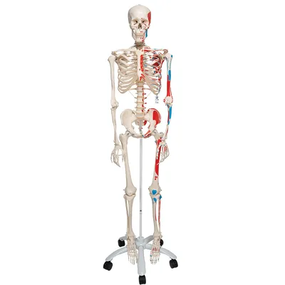 Купить скелет человека - декор для Хэллоуина XLAND.BY