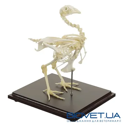 Модель Скелета Человека 45 См, Детализированная Фигурка Скелета Человека,  Анатомический Скелет Человека — Купить на BIGL.UA ᐉ Удобная Доставка  (1923440163)