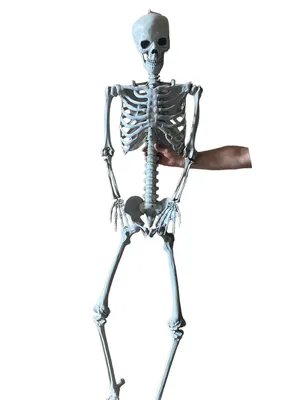 Модель скелета с мышцами «Max», подвешиваемая на 5-рожковой роликовой  стойке – 3B Smart Anatomy - ООО \"МЕДСИМ\"
