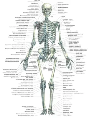 Атлас анатомии человека - Скелет человека