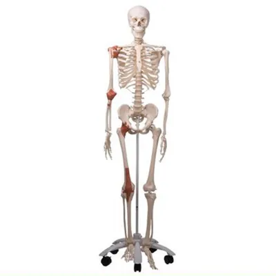 Большая модель скелета RESTEQ 180 см. Детализированная фигурка скелета.  Анатомический скелет человека (ID#1904944250), цена: 3999 ₴, купить на  Prom.ua
