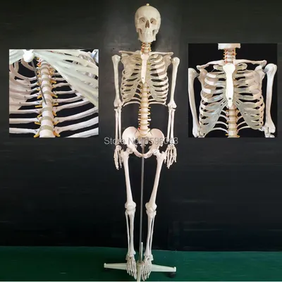 Модель скелета человека \"Фред\" с подвижным позвоночником - купить в Киеве,  цена на Анатомические модели и скелеты с доставкой по Украине | медицинские  товары и медтехника в магазине Ортосалон