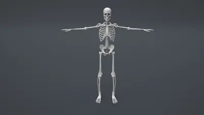 Скелет человека | Человеческий скелет, Анатомия, Учащиеся медучилища