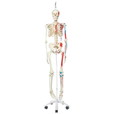 Модель скелета человека со стойкой настольная 45см - купить с доставкой по  выгодным ценам в интернет-магазине OZON (262047402)