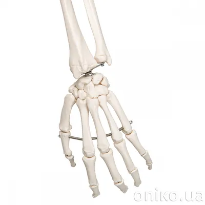 Бесплатный STL файл Строение скелета человека ( Учебные распечатки )  🎨・3D-печатная модель для скачивания・Cults