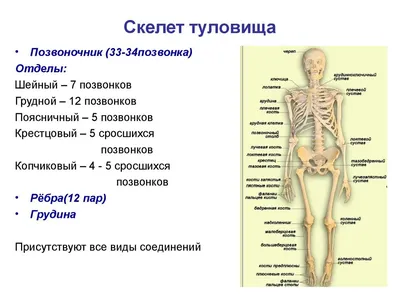 Иллюстрация Осевого Скелета Аппендикулярного Скелета стоковое фото  ©sciencepics 646269398