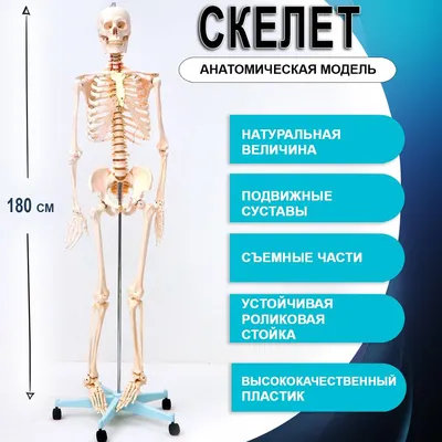 https://oniko.ua/ru/products/simulators-and-trainers/anatomichni-modeli/kistyak/standartna-model-kistyaka-lyudini-sten.html