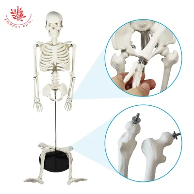Скелет анатомический 180 см, на штативе, с плакатом Студия черепов Гудскулл  13995794 купить в интернет-магазине Wildberries