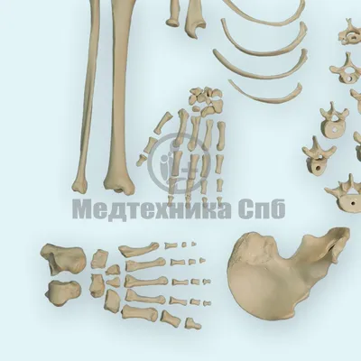 Анатомическая модель скелета взрослого человека разборная в натуральную  величину 180см - купить с доставкой по выгодным ценам в интернет-магазине  OZON (262083131)