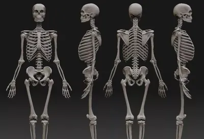 9 интересных фактов о человеческом скелете - АЗЕРТАДЖ